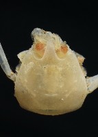 未知種折尾蝦藏品圖，第4張