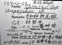 未知種折尾蝦藏品圖，第8張