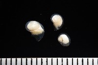 馬蹄螔螺藏品圖，第2張