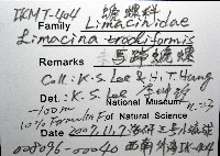 馬蹄螔螺藏品圖，第8張