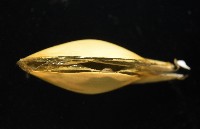 深淵馬刺蛤藏品圖，第2張