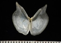深淵馬刺蛤藏品圖，第8張
