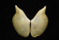 深淵馬刺蛤藏品圖，第10張