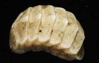 未知種深海石鱉藏品圖，第2張
