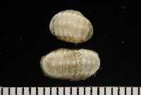 未知種深海石鱉藏品圖，第3張