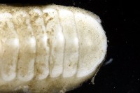 未知種深海石鱉藏品圖，第4張