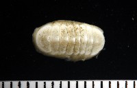 未知種深海石鱉藏品圖，第5張