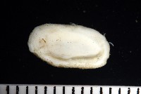 未知種深海石鱉藏品圖，第7張