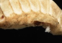 未知種深海石鱉藏品圖，第8張