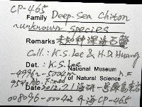 未知種深海石鱉藏品圖，第12張