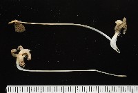 未知種鈍矢海鰓藏品圖，第1張