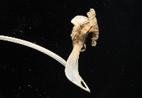 未知種鈍矢海鰓藏品圖，第4張