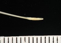 未知種鈍矢海鰓藏品圖，第5張