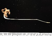未知種鈍矢海鰓藏品圖，第6張