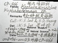 未知種鈍矢海鰓藏品圖，第8張