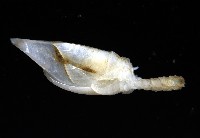 維氏三角鎧茗荷藏品圖，第4張
