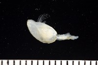 深海板茗荷藏品圖，第4張