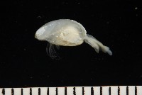 深海板茗荷藏品圖，第6張