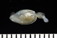 深海板茗荷藏品圖，第7張