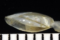 深海板茗荷藏品圖，第9張
