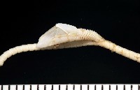 藤壺三角鎧茗荷藏品圖，第2張