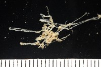 未知種海蜘蛛藏品圖，第2張