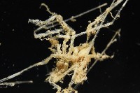 未知種海蜘蛛藏品圖，第3張
