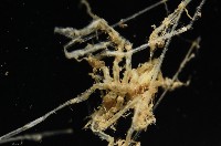 未知種海蜘蛛藏品圖，第4張