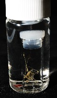 未知種海蜘蛛藏品圖，第5張