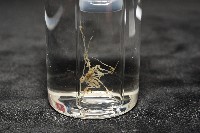 未知種海蜘蛛藏品圖，第6張