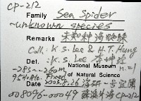 未知種海蜘蛛藏品圖，第8張
