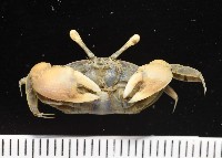 弧邊管招潮藏品圖，第7張