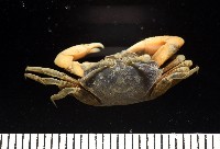 弧邊管招潮藏品圖，第8張