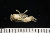 弧邊管招潮藏品圖，第10張
