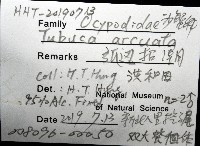 弧邊管招潮藏品圖，第12張