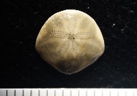 馬氏海錢(馬氏扣海膽)藏品圖，第1張