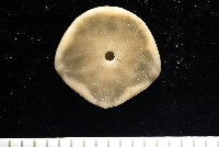 馬氏海錢(馬氏扣海膽)藏品圖，第2張