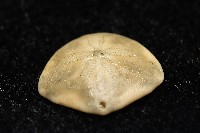 馬氏海錢(馬氏扣海膽)藏品圖，第3張
