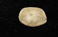 馬氏海錢(馬氏扣海膽)藏品圖，第4張