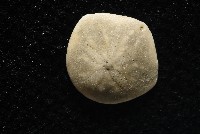 馬氏海錢(馬氏扣海膽)藏品圖，第5張