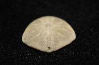 馬氏海錢(馬氏扣海膽)藏品圖，第6張