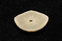 馬氏海錢(馬氏扣海膽)藏品圖，第7張