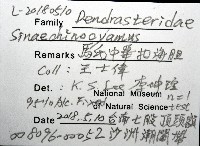 馬氏海錢(馬氏扣海膽)藏品圖，第8張