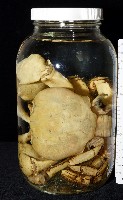 毛足圓軸蟹藏品圖，第1張