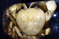 毛足圓軸蟹藏品圖，第3張