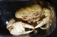 毛足圓軸蟹藏品圖，第4張