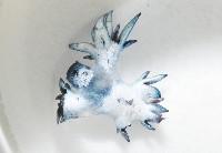 邊緣海神海蛞蝓藏品圖，第3張