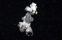 邊緣海神海蛞蝓藏品圖，第5張