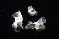 邊緣海神海蛞蝓藏品圖，第6張