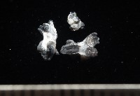 邊緣海神海蛞蝓藏品圖，第7張
